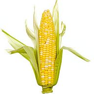 Is there anything wrong with CORN?