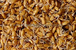 sprouted wheat